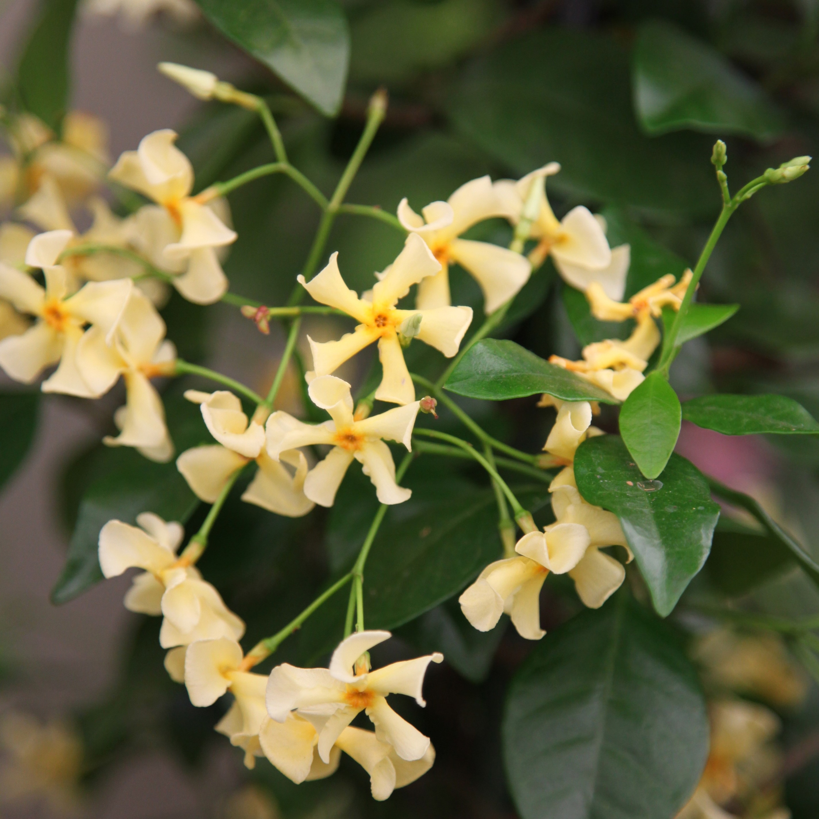 Chinese jasmine
