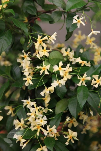<i>Trachelospermum asiaticum</i> 