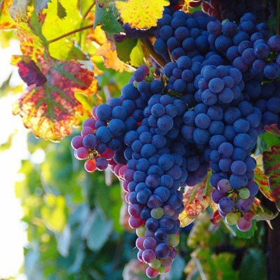 Buy black hamburg grape syn. Vitis vinifera Schiava Grossa grape Black Hamburg