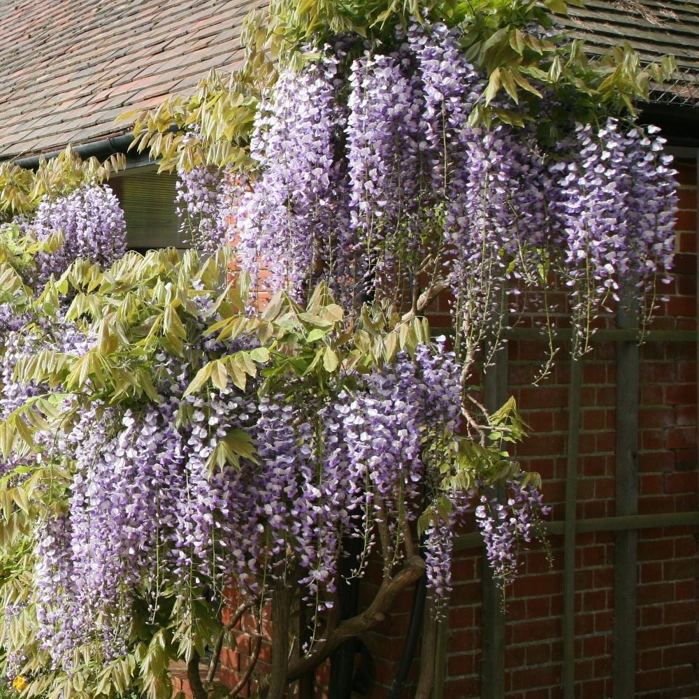 Japanese wisteria