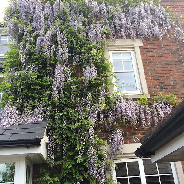 Buy Japanese wisteria ( syn. Wisteria Macrobotrys ) Wisteria floribunda