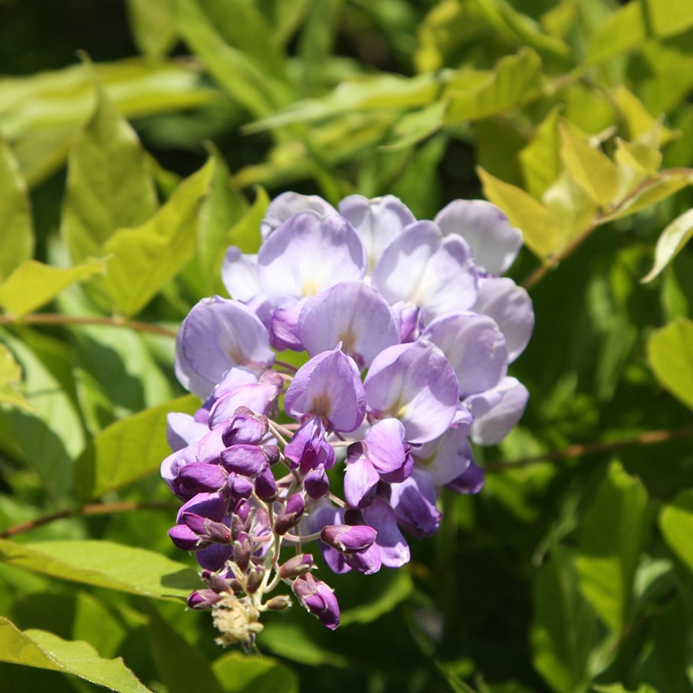 Buy Chinese wisteria Wisteria sinensis £129.99 Delivery by Crocus