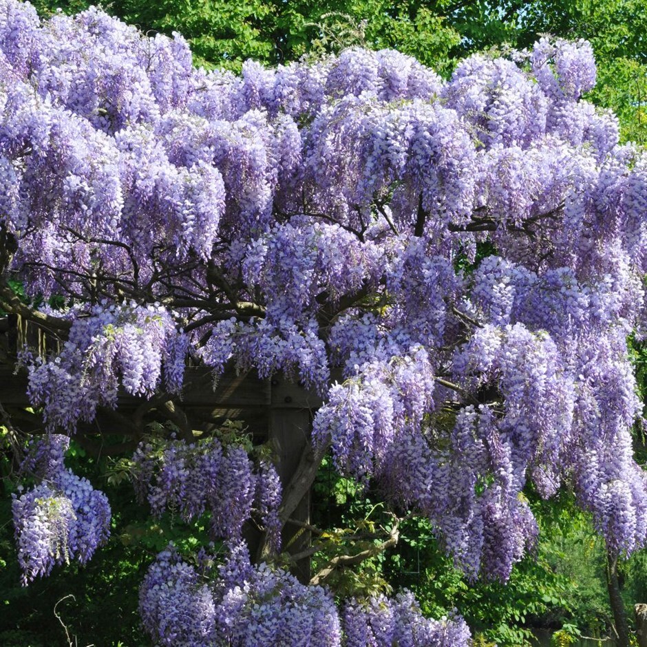 Buy Chinese Wisteria Wisteria Blue Sapphire Wisteria Sinensis Prolific Delivery By Waitrose