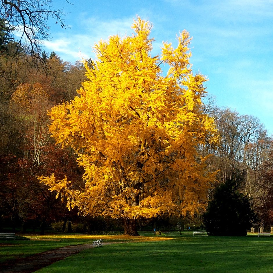 Buy maidenhair tree Ginkgo biloba: £99.99 Delivery by Crocus