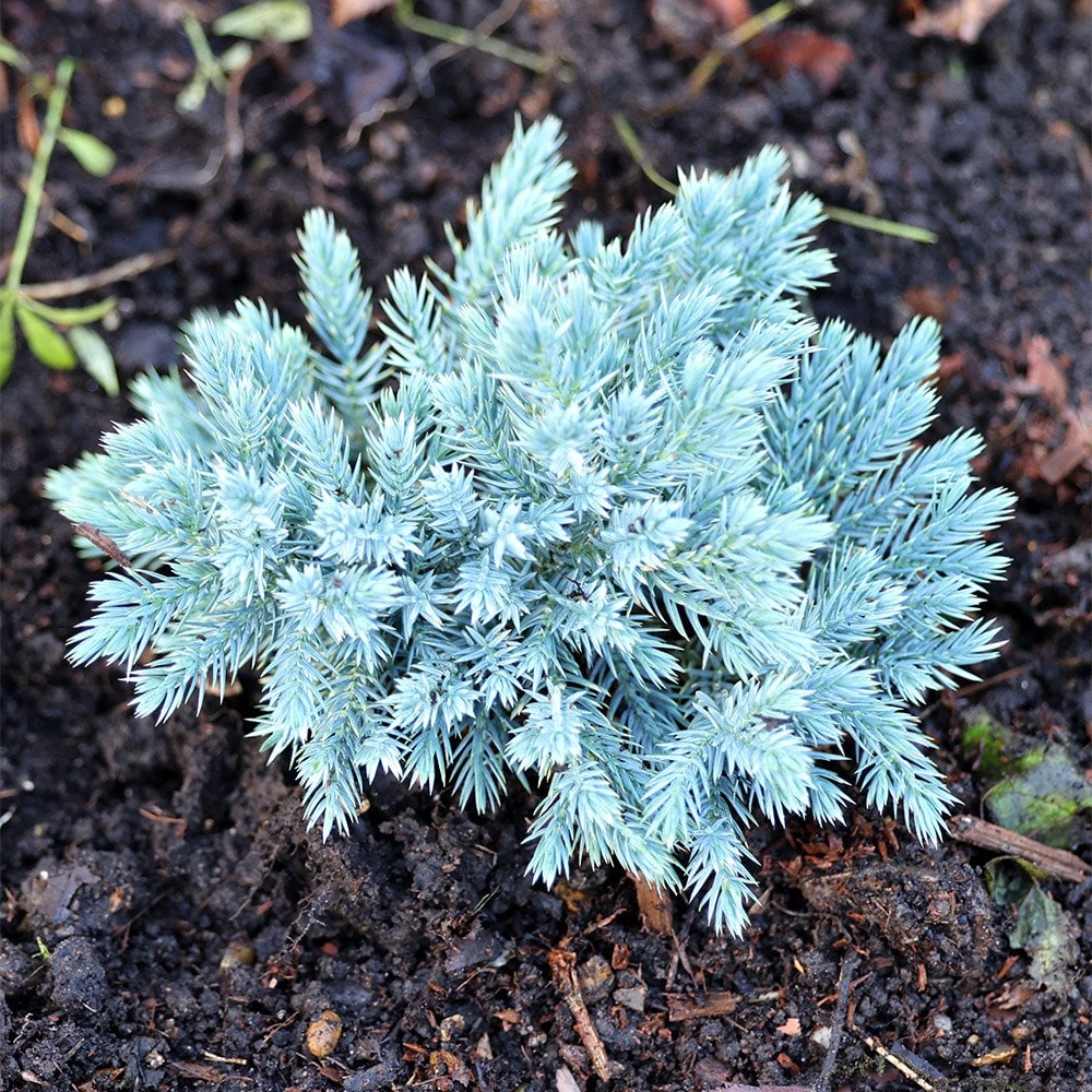 <i>Juniperus squamata</i> 'Blue Star'
