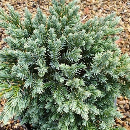 <i>Juniperus squamata</i> 'Blue Star'
