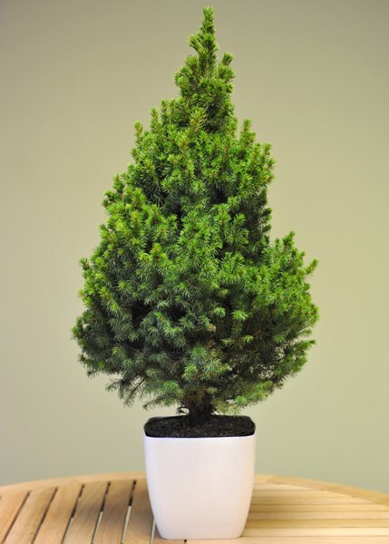 Buy Picea glauca var. albertiana 'Conica' Picea glauca var ...