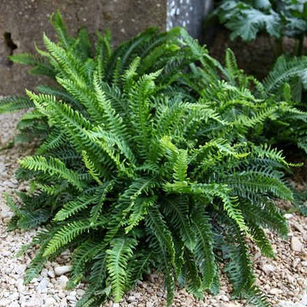 hard fern or deer fern