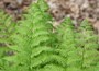 golden male fern ( syn. Dryopteris The King )