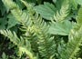hard shield fern