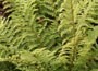soft shield fern