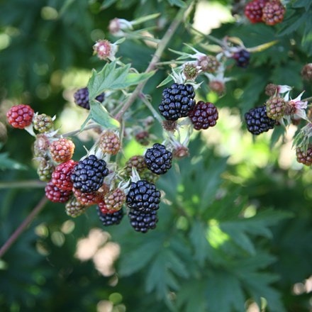 blackberry Oregon Thornless