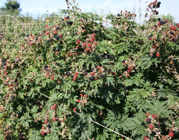 blackberry 'Oregon Thornless'