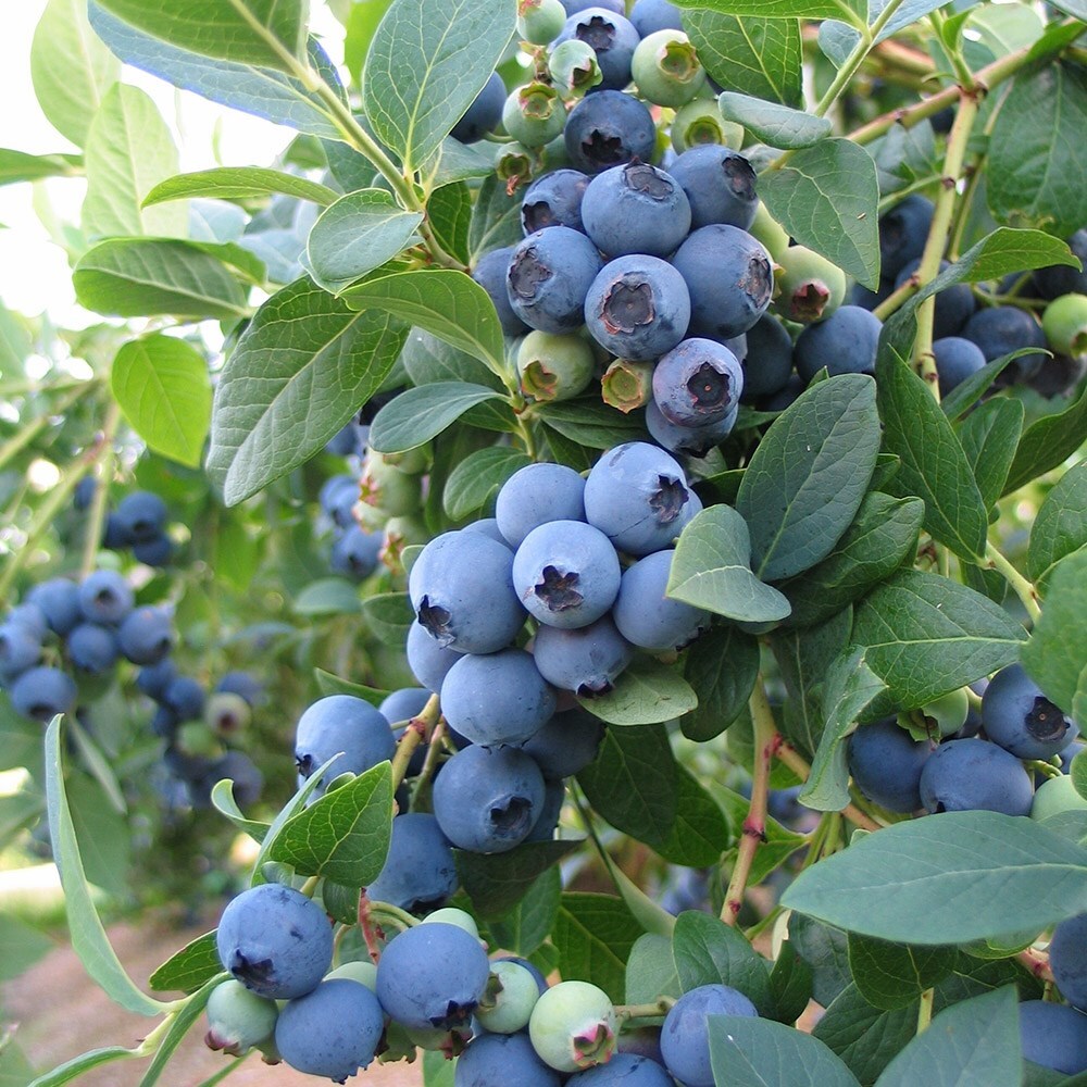 Buy blueberry - mid-season fruiting or Vaccinium &amp;#39;Bluecrop&amp;#39; blueberry ...