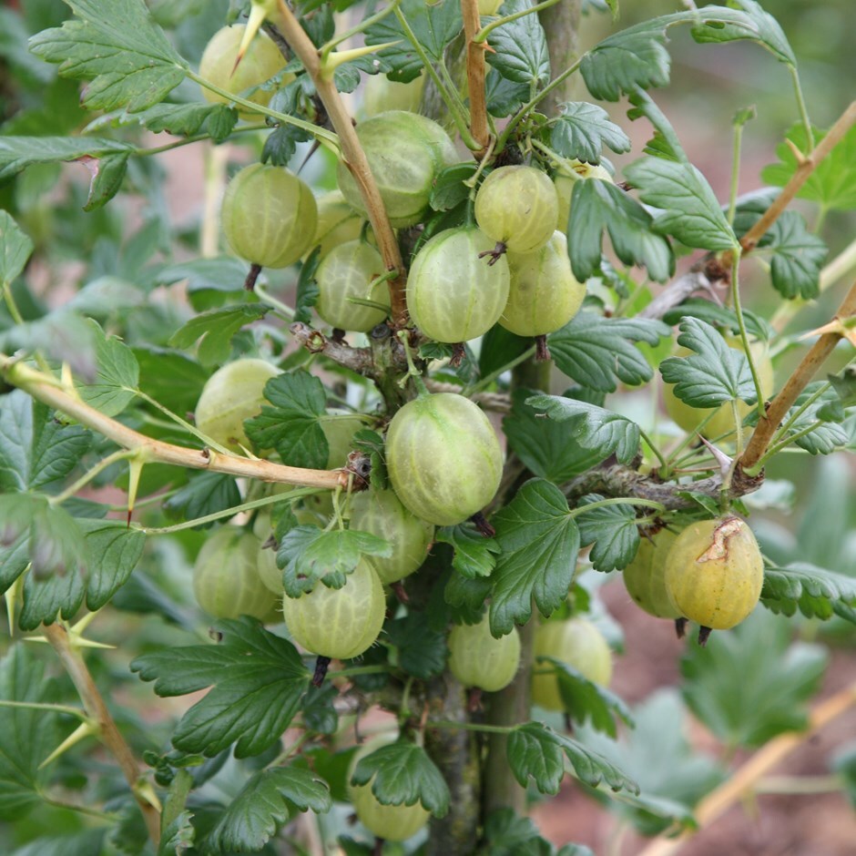 Buy gooseberry Invicta gooseberry 'Invicta': Delivery by Waitrose Garden