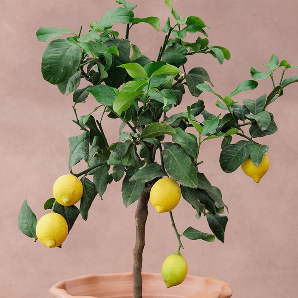 Product options image