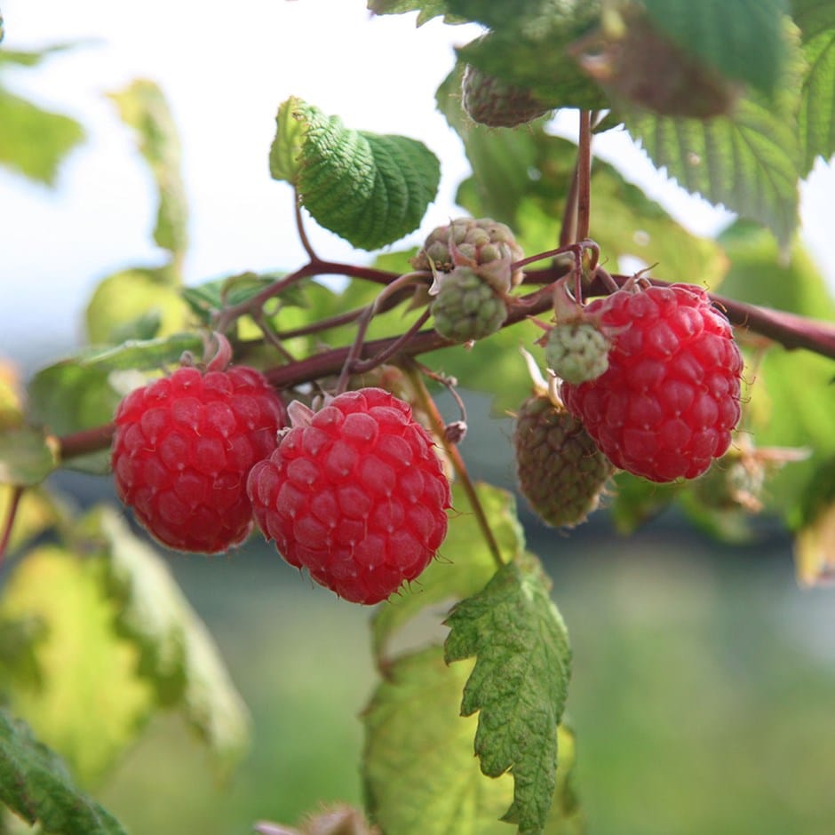 raspberry 'Autumn Bliss'