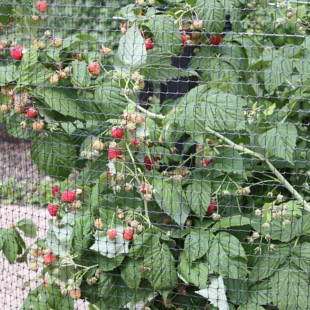 Raspberry 'Autumn Bliss' (Autumn fruiting)