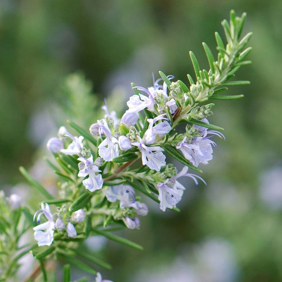 Image result for Rosemary (Rosmarinus officinalis)