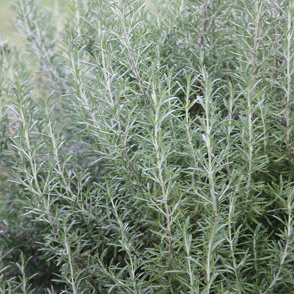 Buy rosemary ( syn. Salvia rosmarinus ) Rosmarinus officinalis £17.99