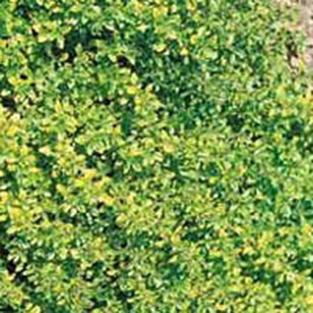 Picture of Thymus pulegioides Aureus