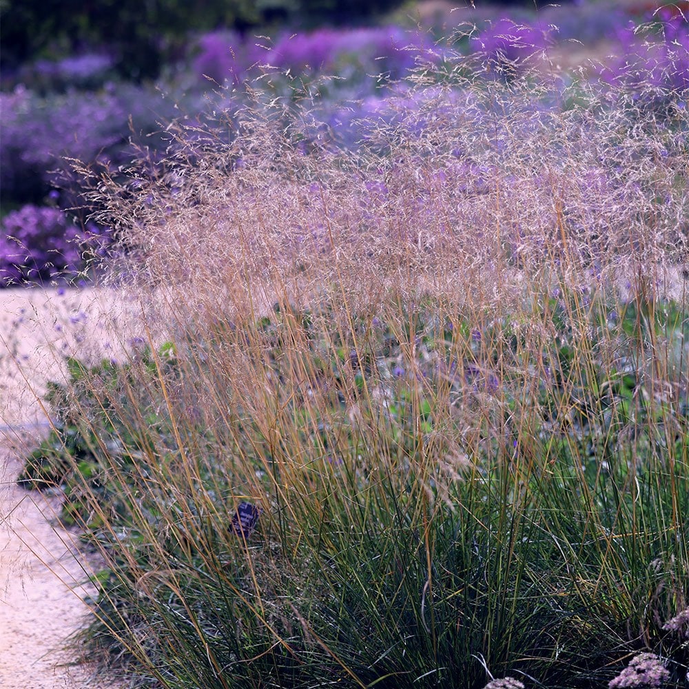 Product options image