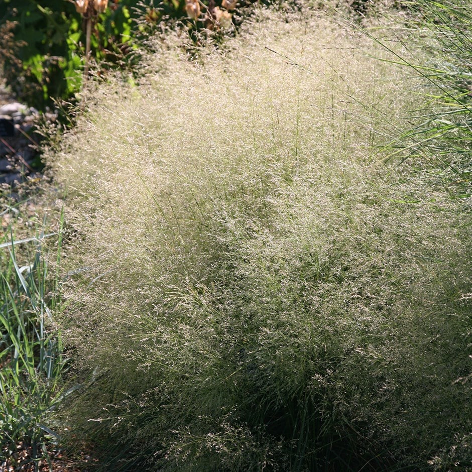 tufted hair grass (syn. D. Golden Dew)