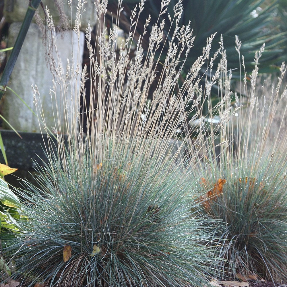 <i>Festuca glauca</i> 'Elijah Blue'