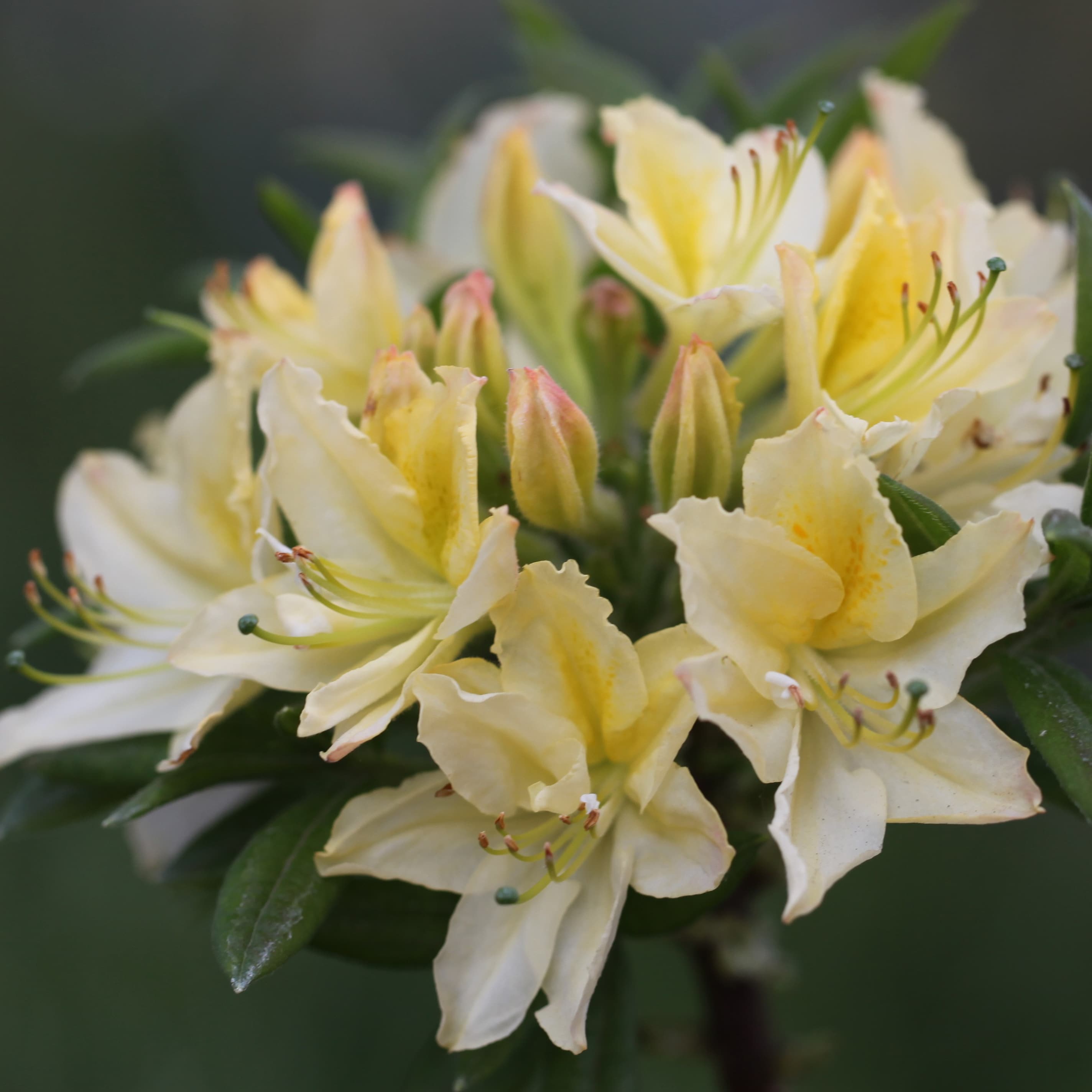 <i>Rhododendron</i> 'Daviesii'