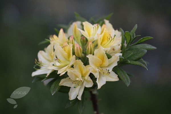 <i>Rhododendron</i> 'Daviesii'