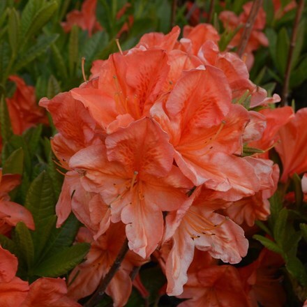 Rhododendron Koster's Brilliant Red