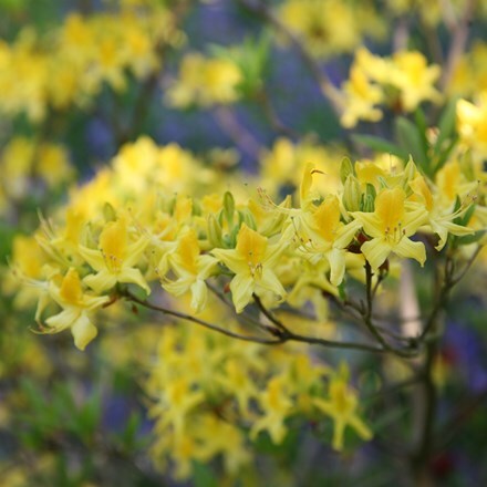 Rhododendron luteum