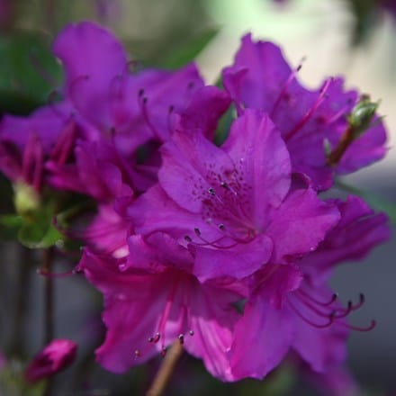 Rhododendron Blue Danube