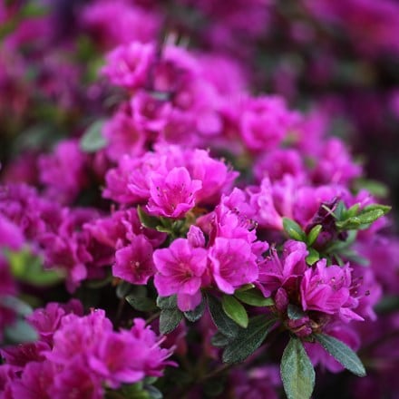 <I>Rhododendron</i> (Aronense Group) Fumiko