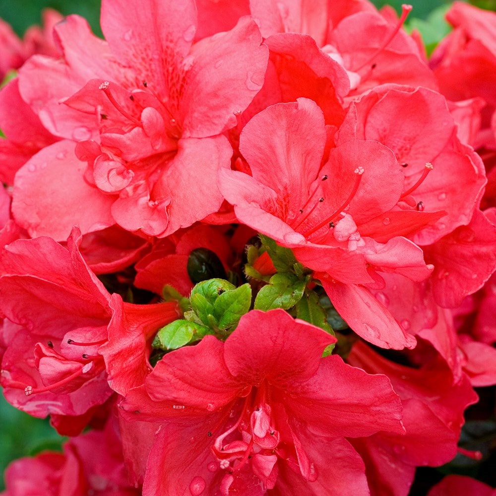 Product options image