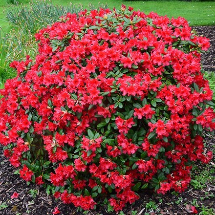 Picture of Rhododendron Baden-Baden
