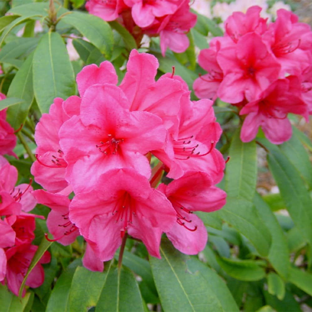 <i>Rhododendron</i> 'Cary Ann'