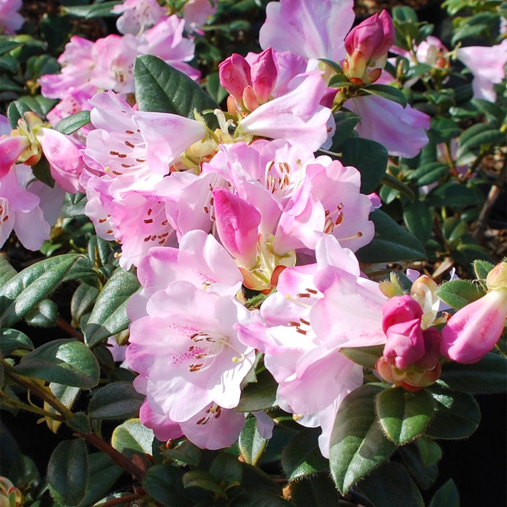 <i>Rhododendron cilpinense</i> 