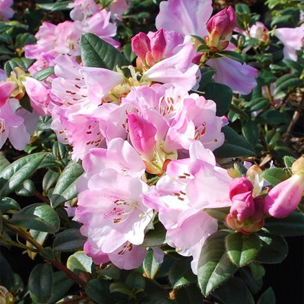 Rhododendron cilpinense