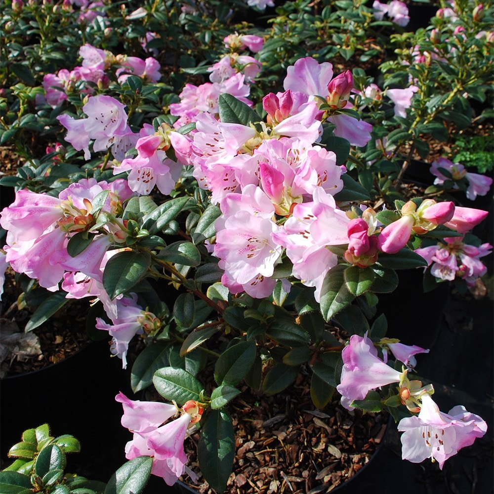 <i>Rhododendron cilpinense</i> 