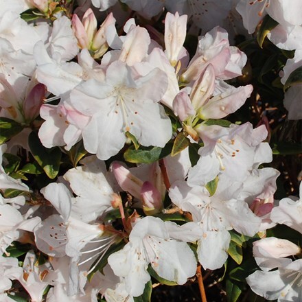 Rhododendron Dora Amateis