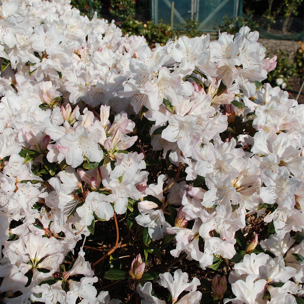 <i>Rhododendron</i> 'Dora Amateis'