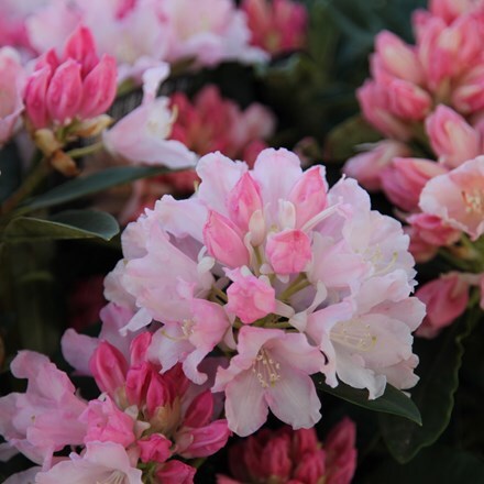 Rhododendron Dreamland