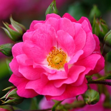 Rosa Pink Flower Carpet ('Noatraum') (PBR)