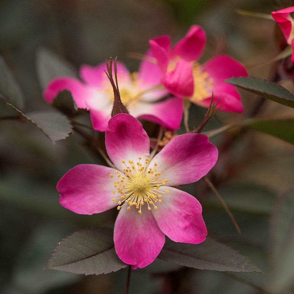 <i>Rosa glauca</i> Pourr. | Shrub Rose