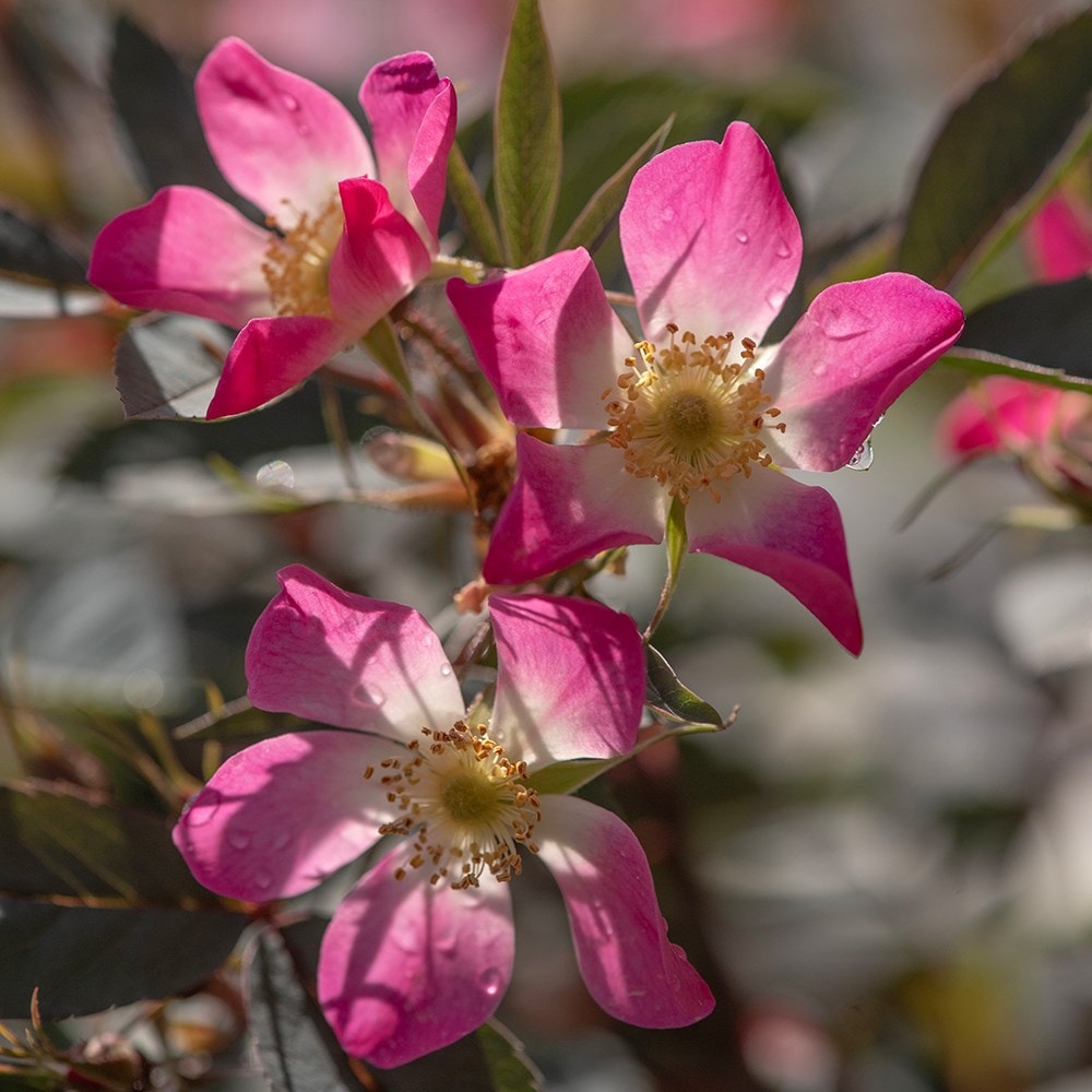 <i>Rosa glauca</i> Pourr. | Shrub Rose