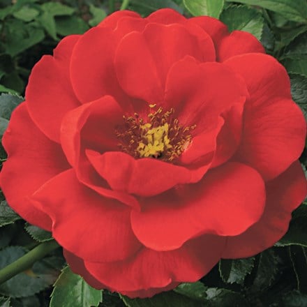 Rosa Flower Carpet Scarlet ('Noa83100b') (PBR)