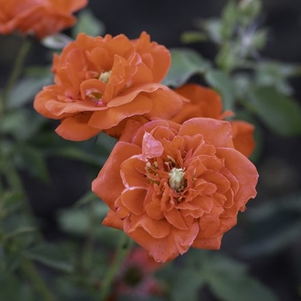 Rosa Orange Sensation