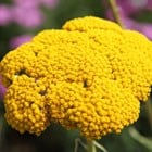 Buy yarrow Achillea filipendulina Cloth of Gold: £9.99 Delivery by Crocus