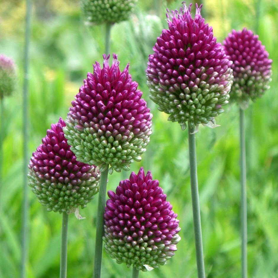 Buy roundheaded leek or roundheaded garlic Allium sphaerocephalon £